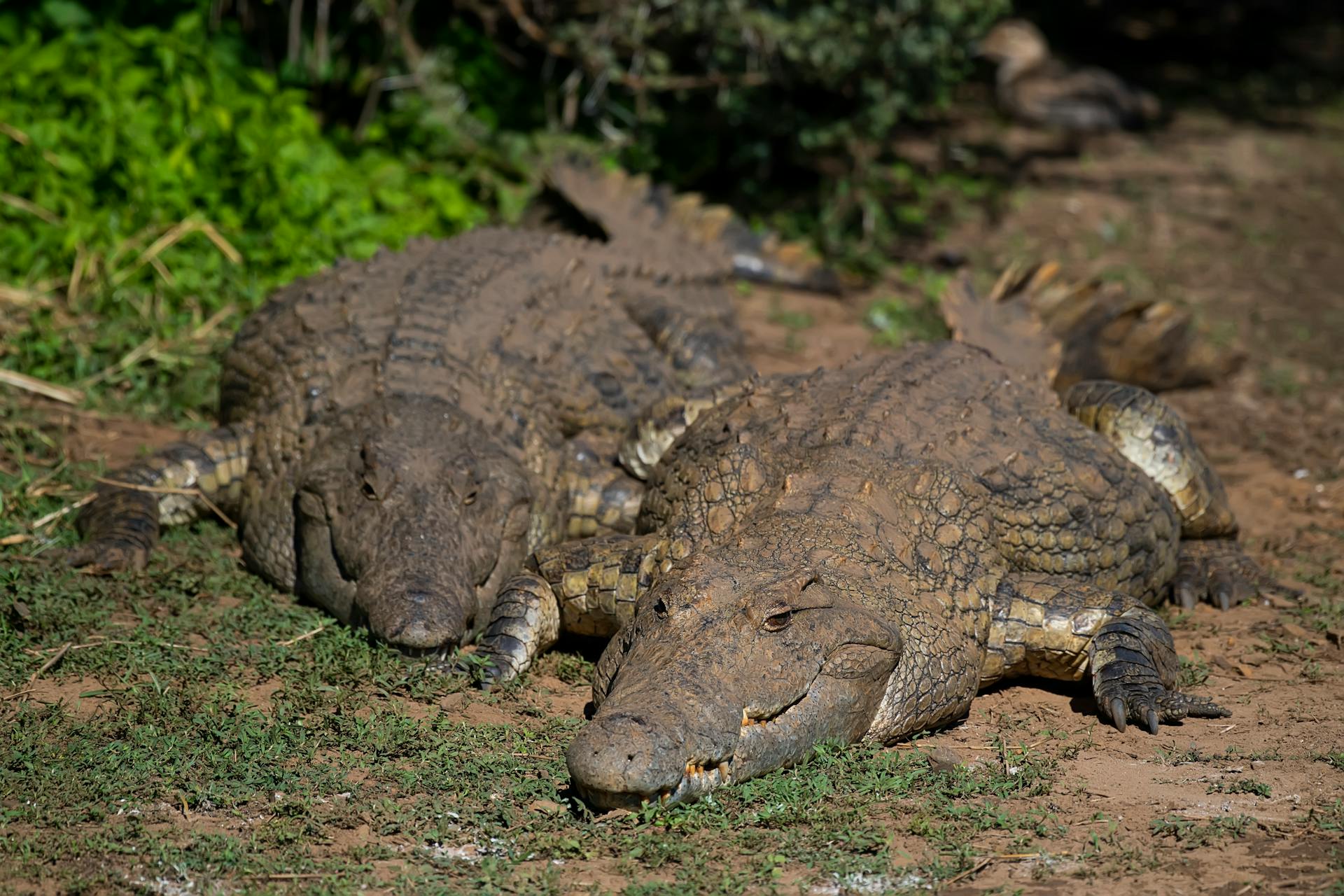 Nile Crocodiles