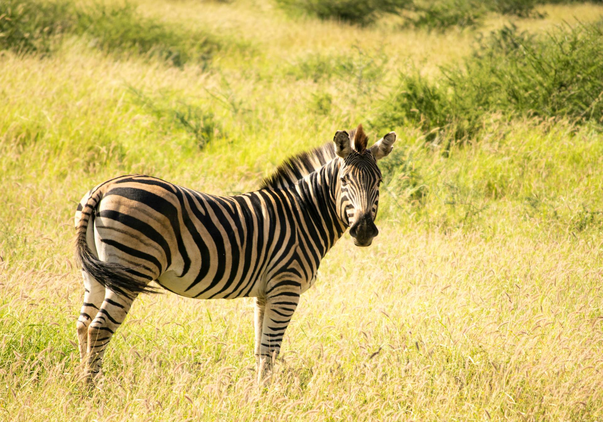Zebra