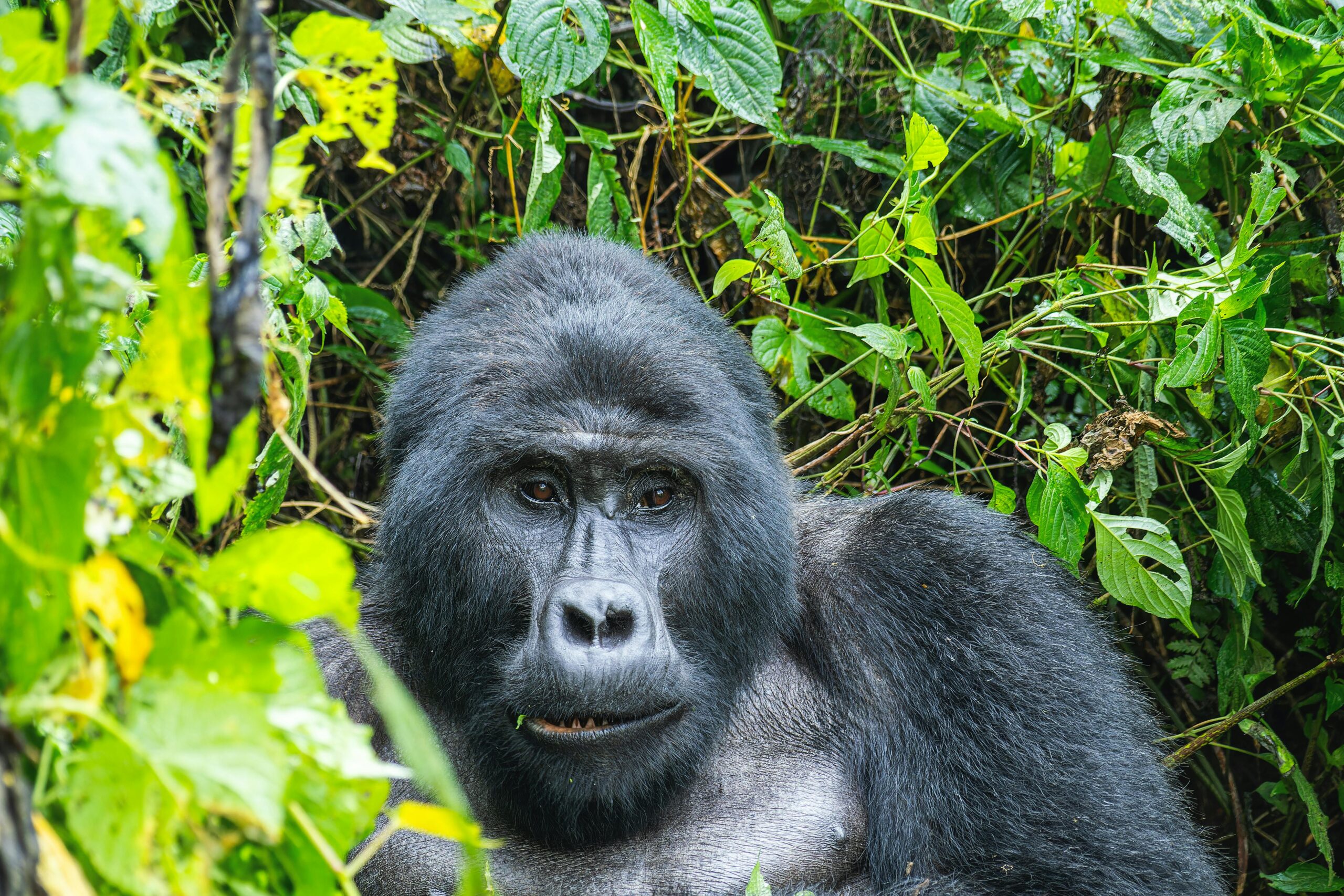 An intimate close-up of a mountain gorilla surrounded by lush green foliage in its natural habitat.