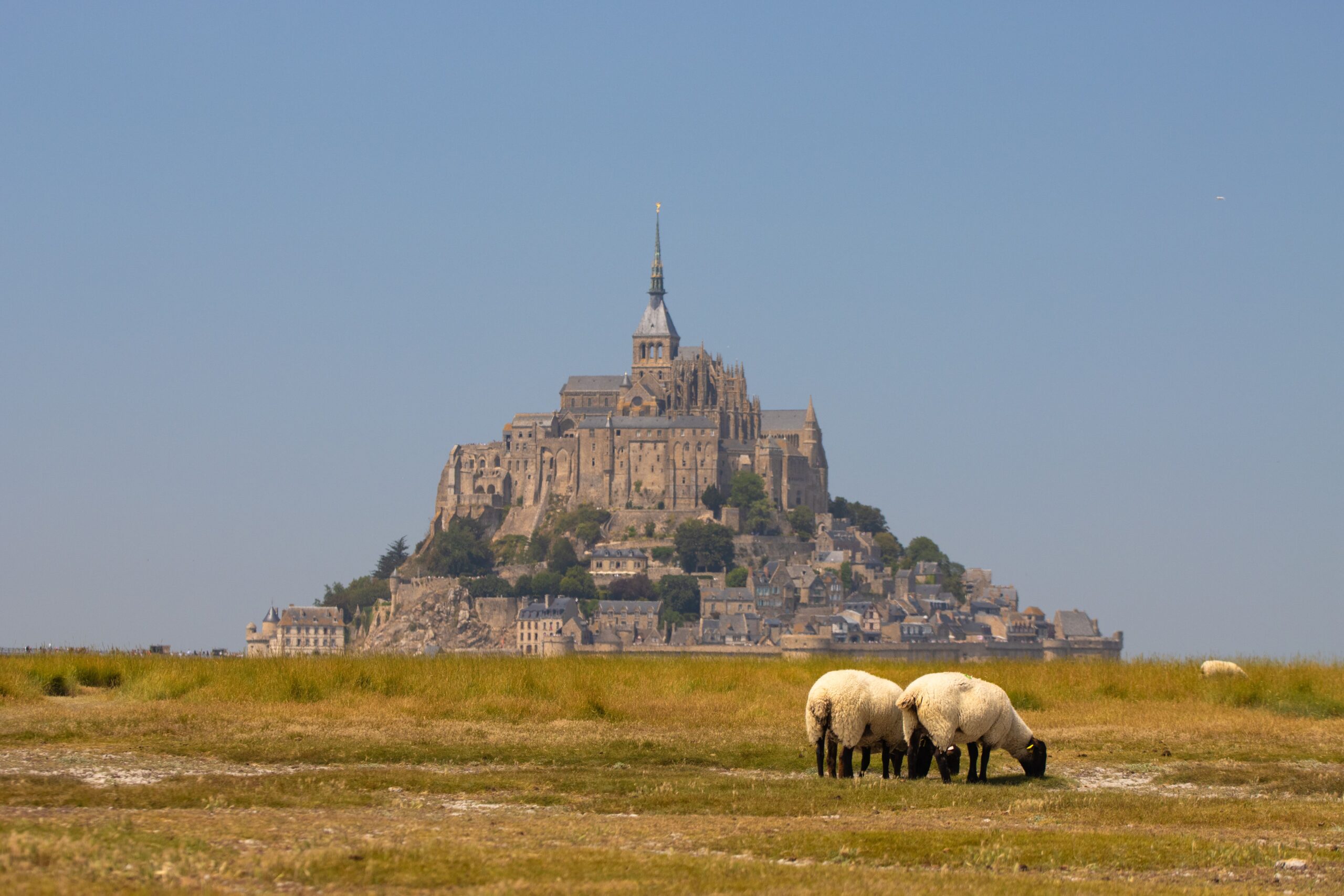 View of sheep grazing in front of the iconic Mont Saint-Michel Abbey in Normandy, France.